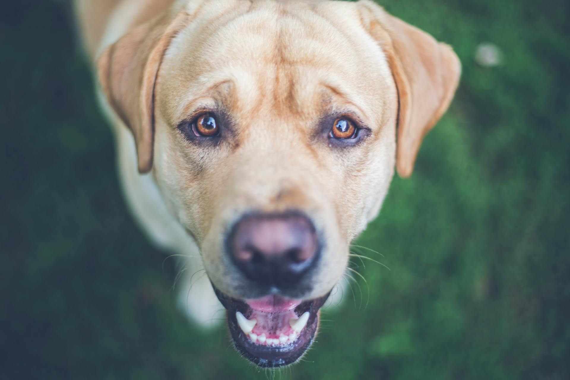 Un perro labrador | Fuente: Pexels