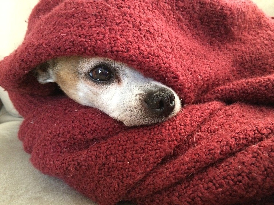 Perro envuelto en una manta. | Foto: Pixabay.