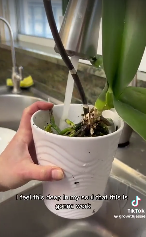 Agua añadida a una planta de orquídea en un vídeo de TikTok del 24 de enero de 2023 | Fuente: TikkTok/@growithjessie