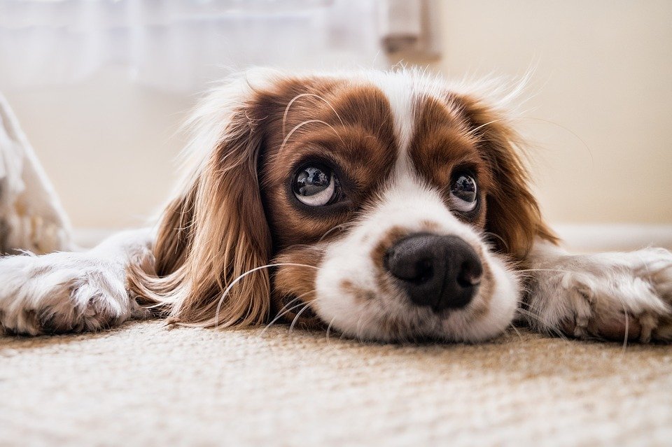 Perro con mirada triste esperando en el piso | Foto: Pixabay