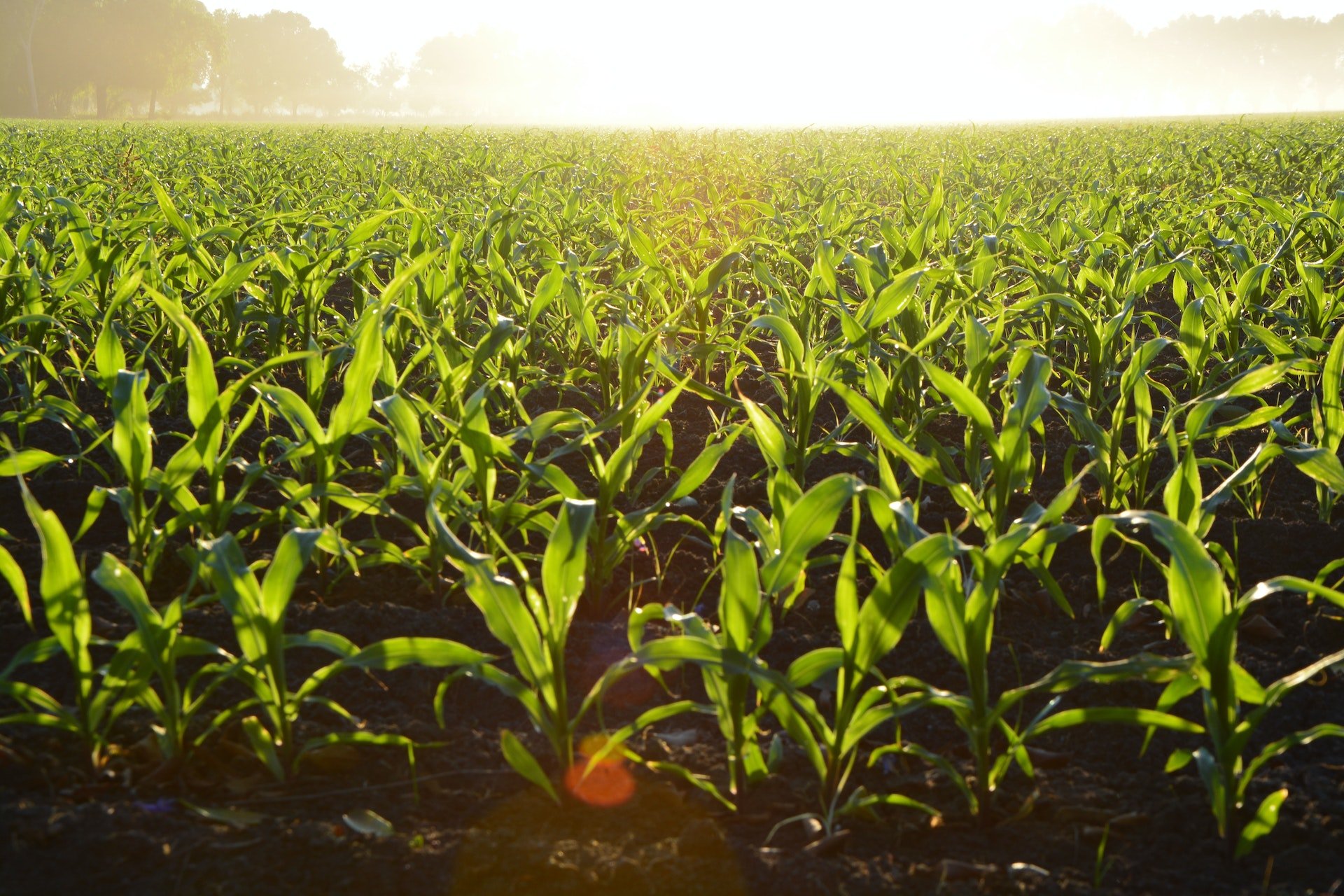 Un campo verde | Fuente: Pexels