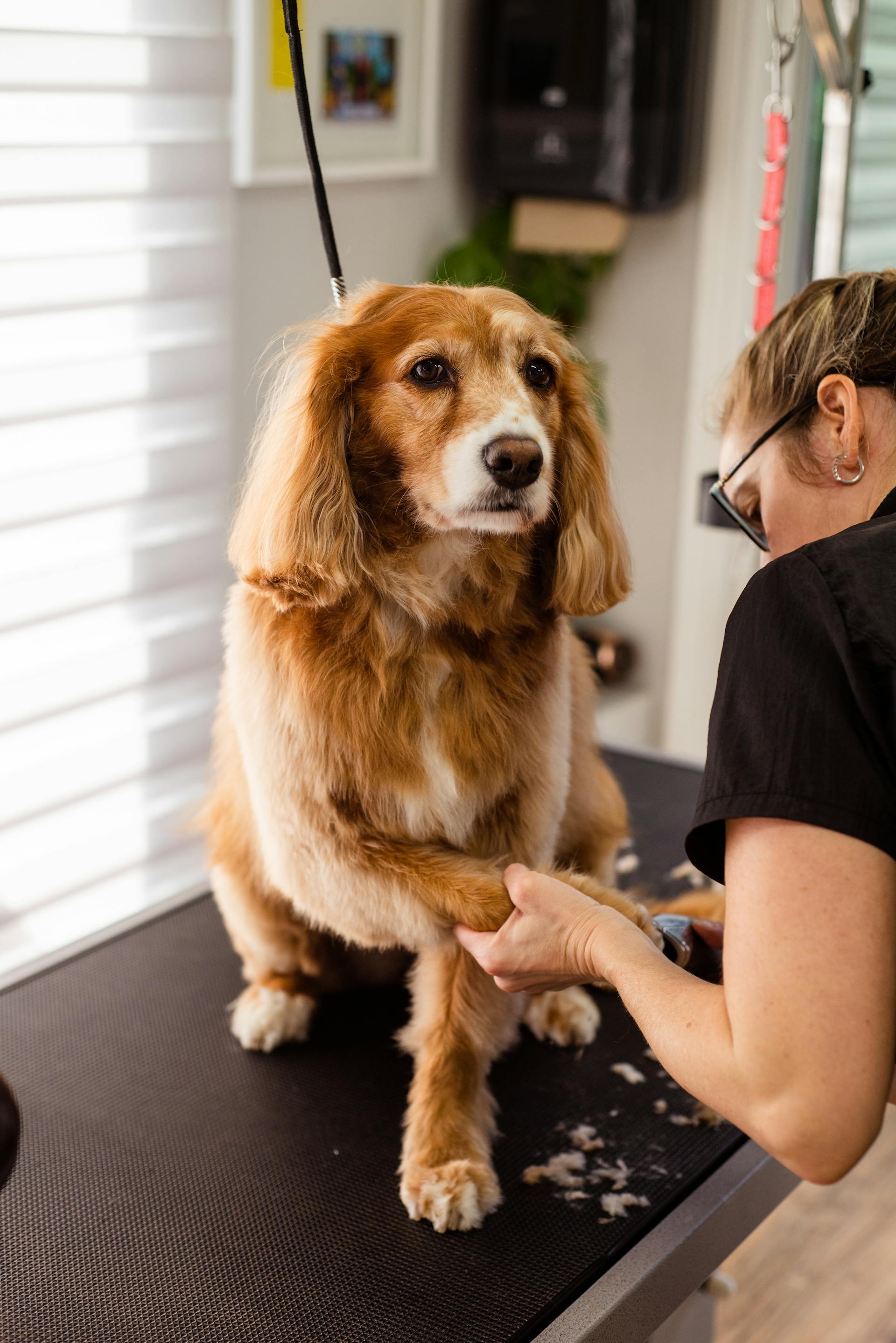 Una persona acicalando a un perro | Fuente: Pexels