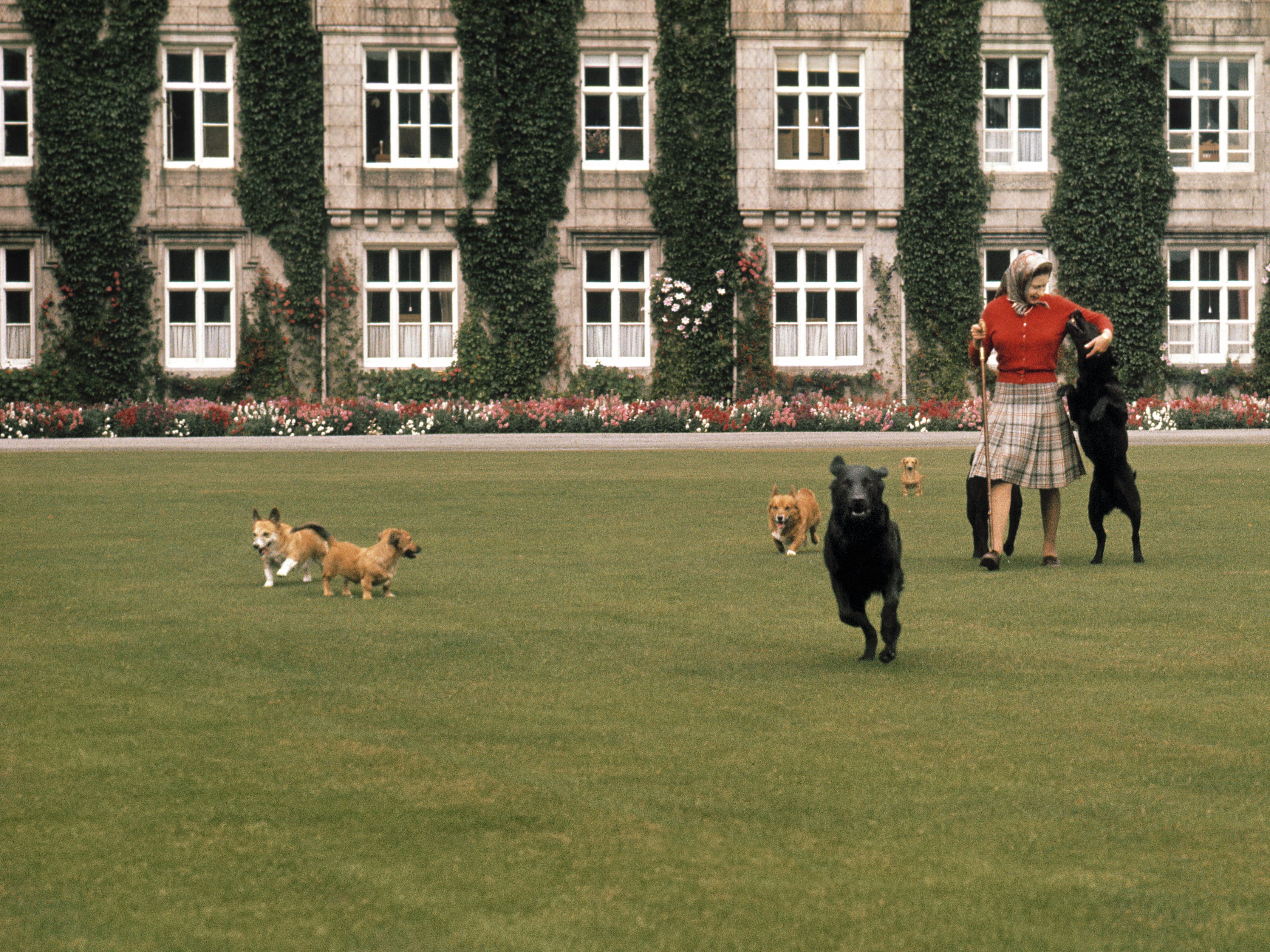 La reina Elizabeth II con sus perros en el césped frente al castillo de Balmoral, Escocia, durante las vacaciones anuales de verano de la familia real, en septiembre de 1971. | Foto: Getty Images