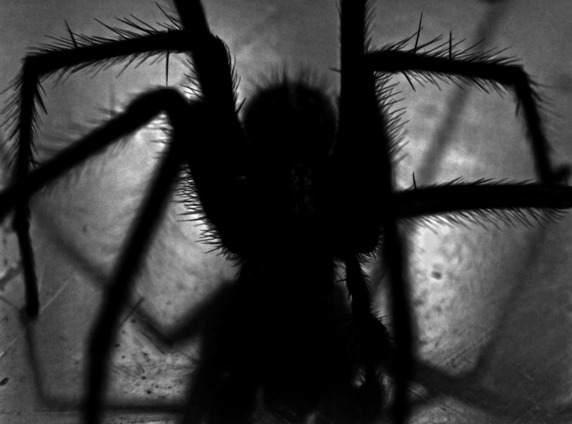 Captura en escala de grises de una araña | Fuente: Pexels