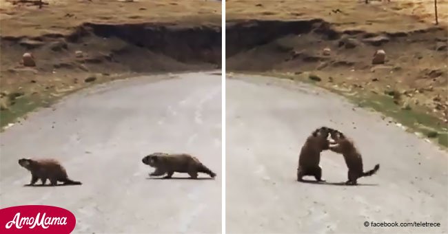 Hombre ve 2 marmotas peleando en la carretera. Luego ve una más y toma la cámara