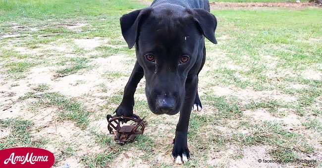 Perrita abandonada pisa una trampa para coyotes. Su rescate y recuperación se volvieron virales