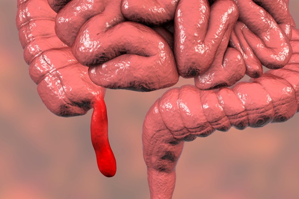 El apéndice humano y los intestinos. Fuente: Shutterstock