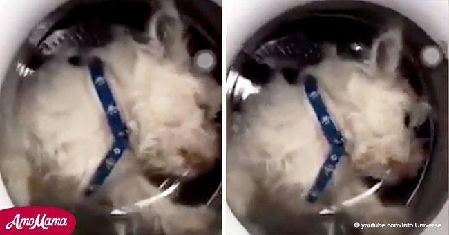 Perro desespera atrapado en lavadora y la dueña lo filma para entretener a sus seguidores (video)
