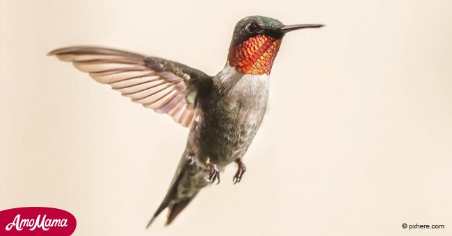 Si ves un colibrí, entonces agradécele porque te trajo uno de estos mensajes