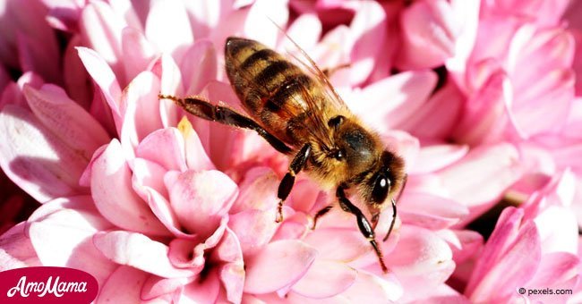 Se cree que las abejas son las criaturas más importantes de la Tierra