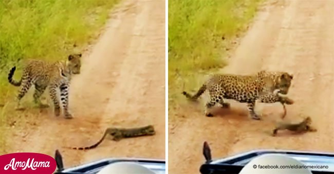 Turista encontró a un leopardo peleando con un lagarto y enciendió la cámara