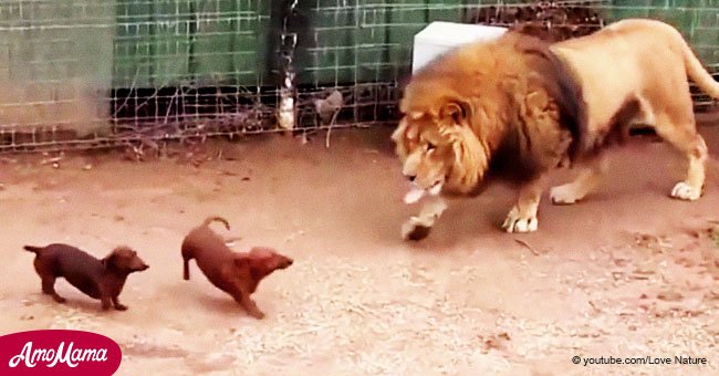 Dos perritos entran a la jaula del león y el rey de la selva tiene la más inesperada reacción