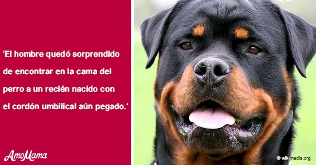 Mamá abandonó al bebé, pero un rottweiler lo cuidó 16 horas y salvó su vida en conmovedora historia