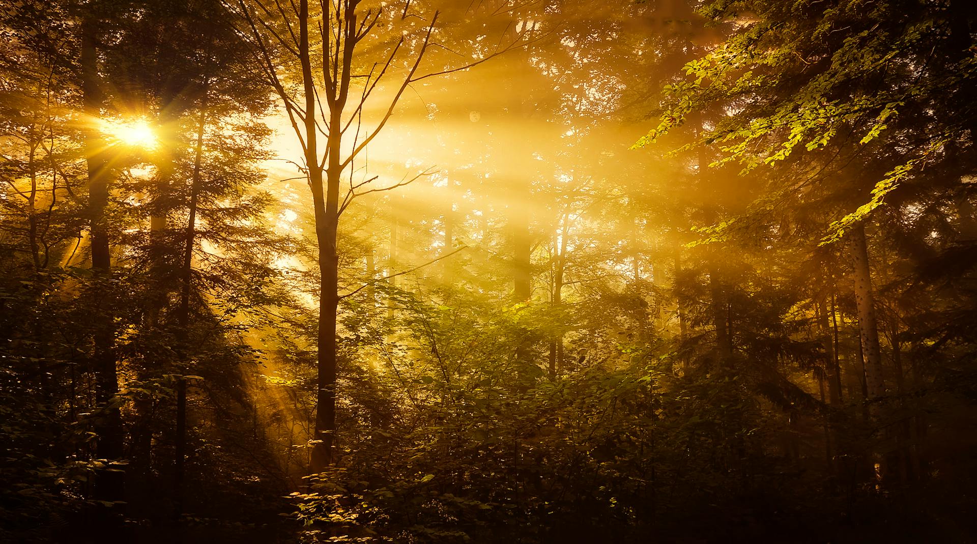 La luz del sol brillando a través de los árboles de un bosque | Fuente: Pexels