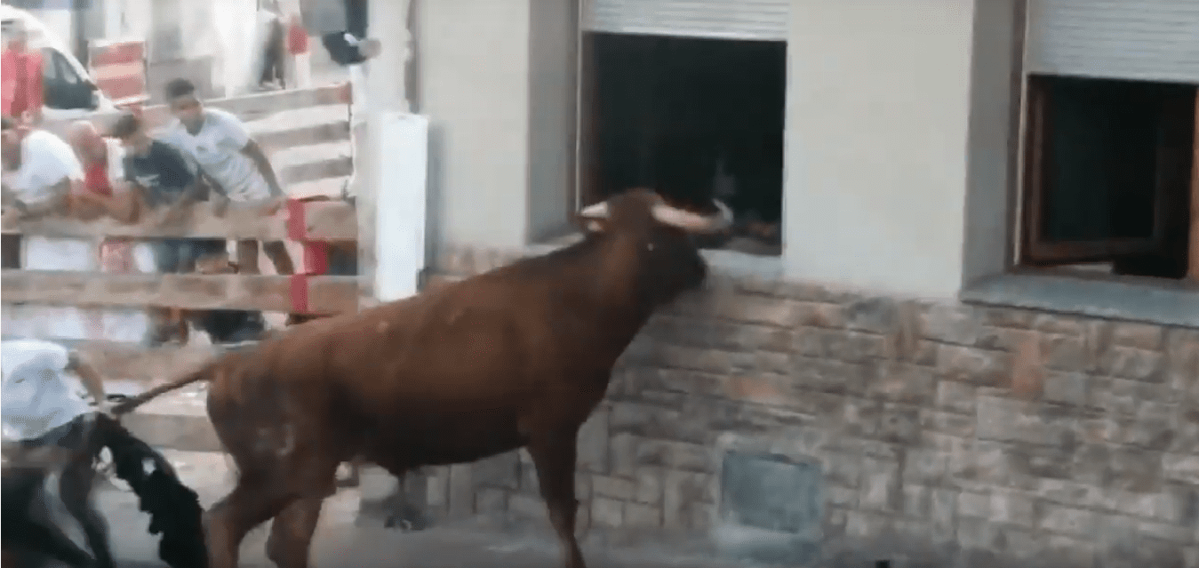 Uno de los presentes tira de la cola al toro para evitar que est entre al domicilio. | YouTube / Pan Peter