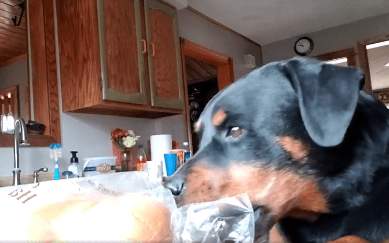 Jakey tomando el pan sobre el mostrador. | Foto: Facebook/Dogspotting Society