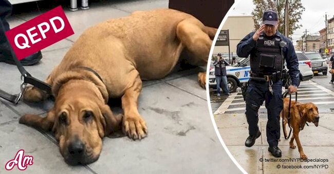 "Otro héroe que se nos va muy pronto": despedida heroica para perro policía antes de que lo duerman