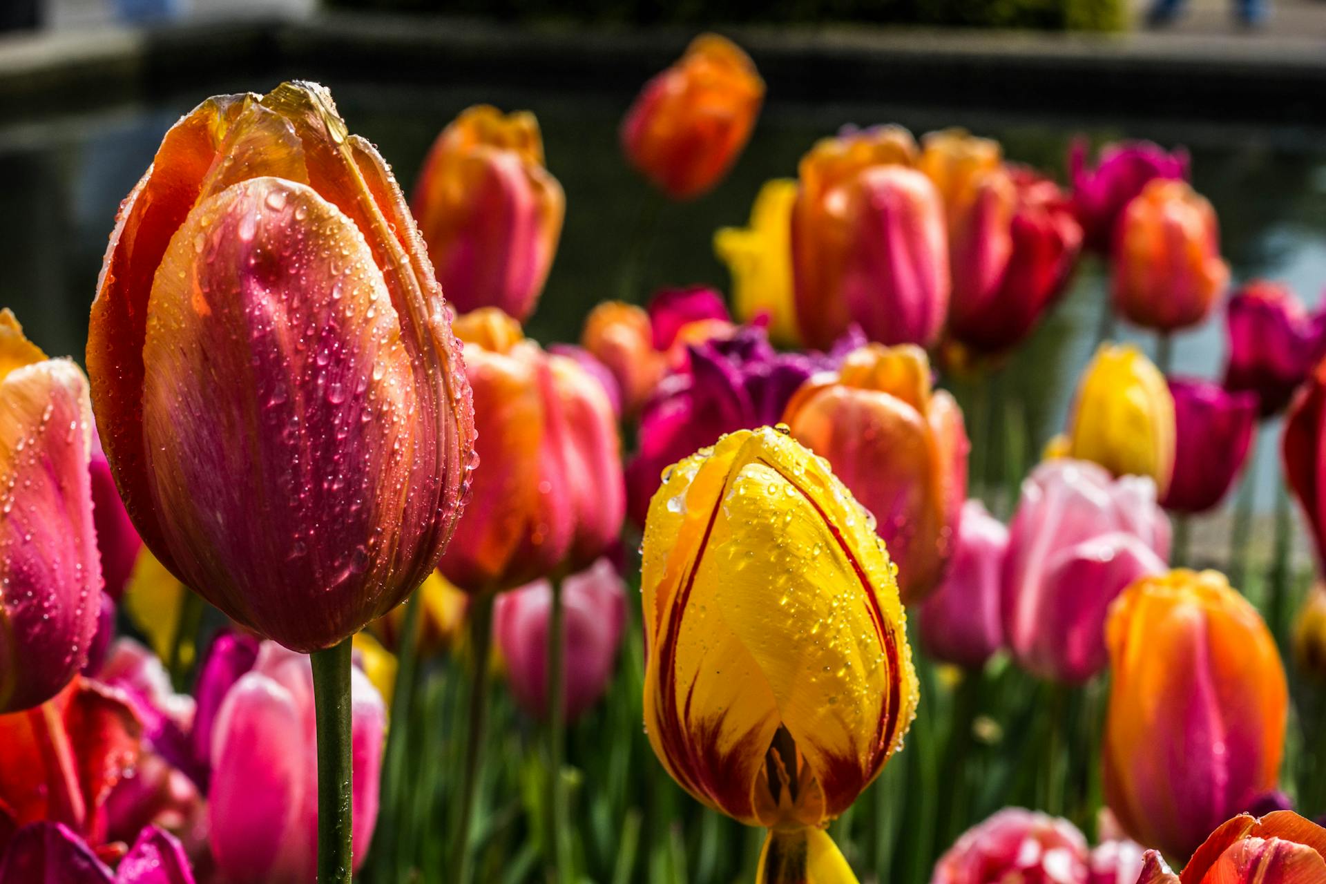 Tulipanes en un jardín | Fuente: Pexels