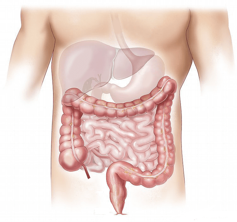 Intestino | Imagen tomada de: Pixabay