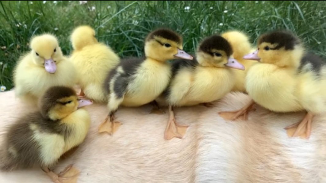 Patitos descansan sobre Fred. | Foto: YouTube/ODN