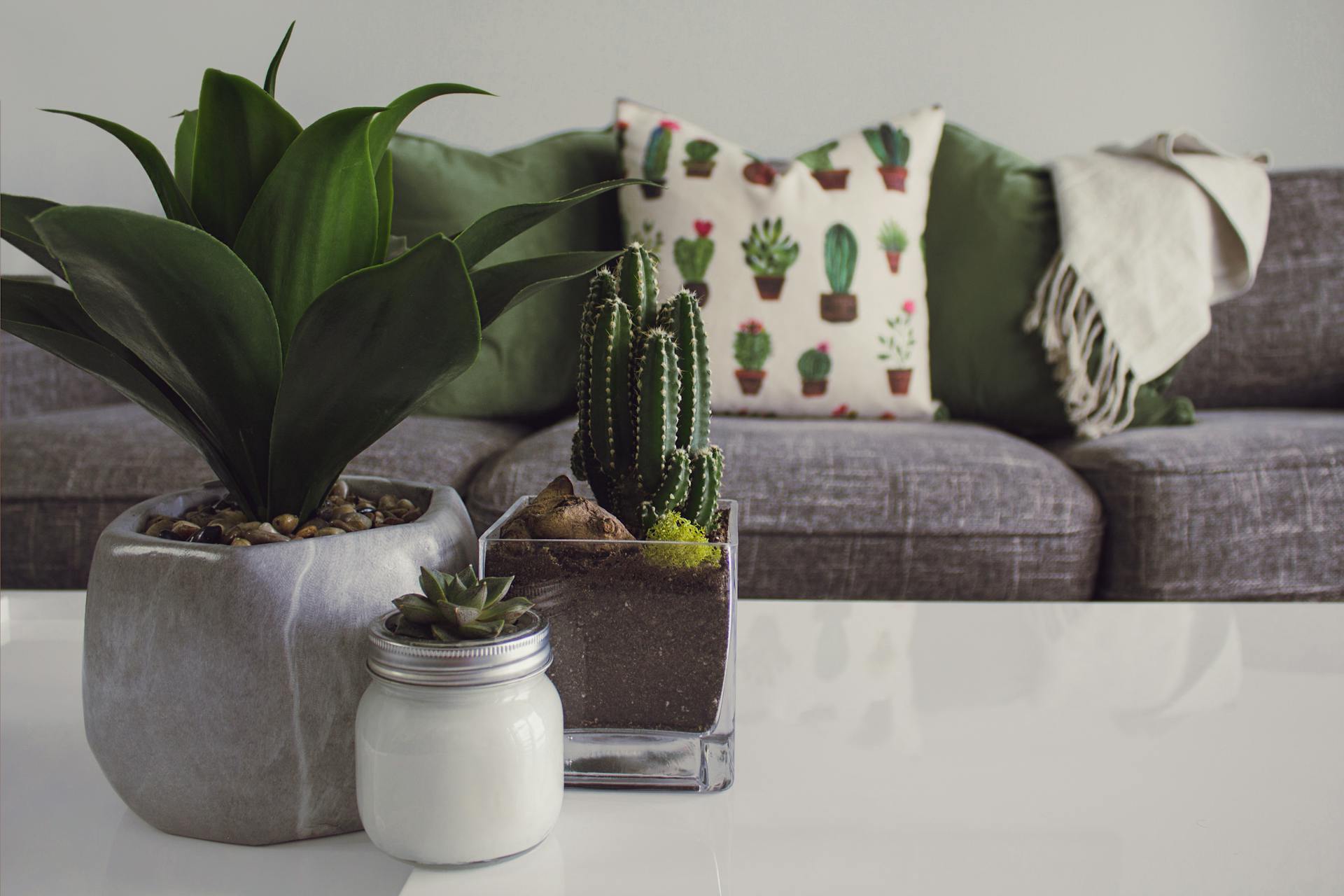 Plantas pequeñas en un salón | Fuente: Pexels