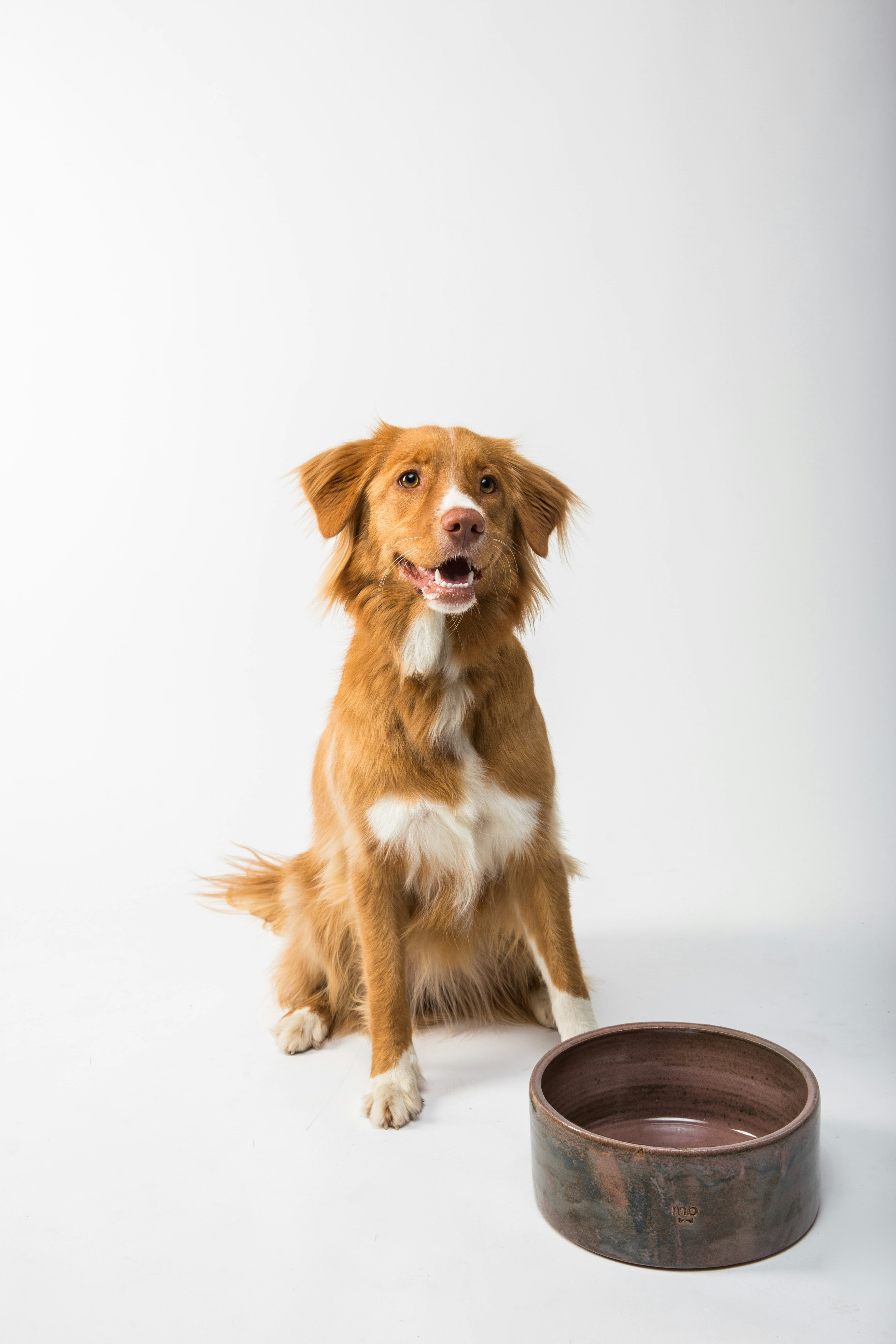 Un perro sentado con su cuenco | Fuente: Unsplash