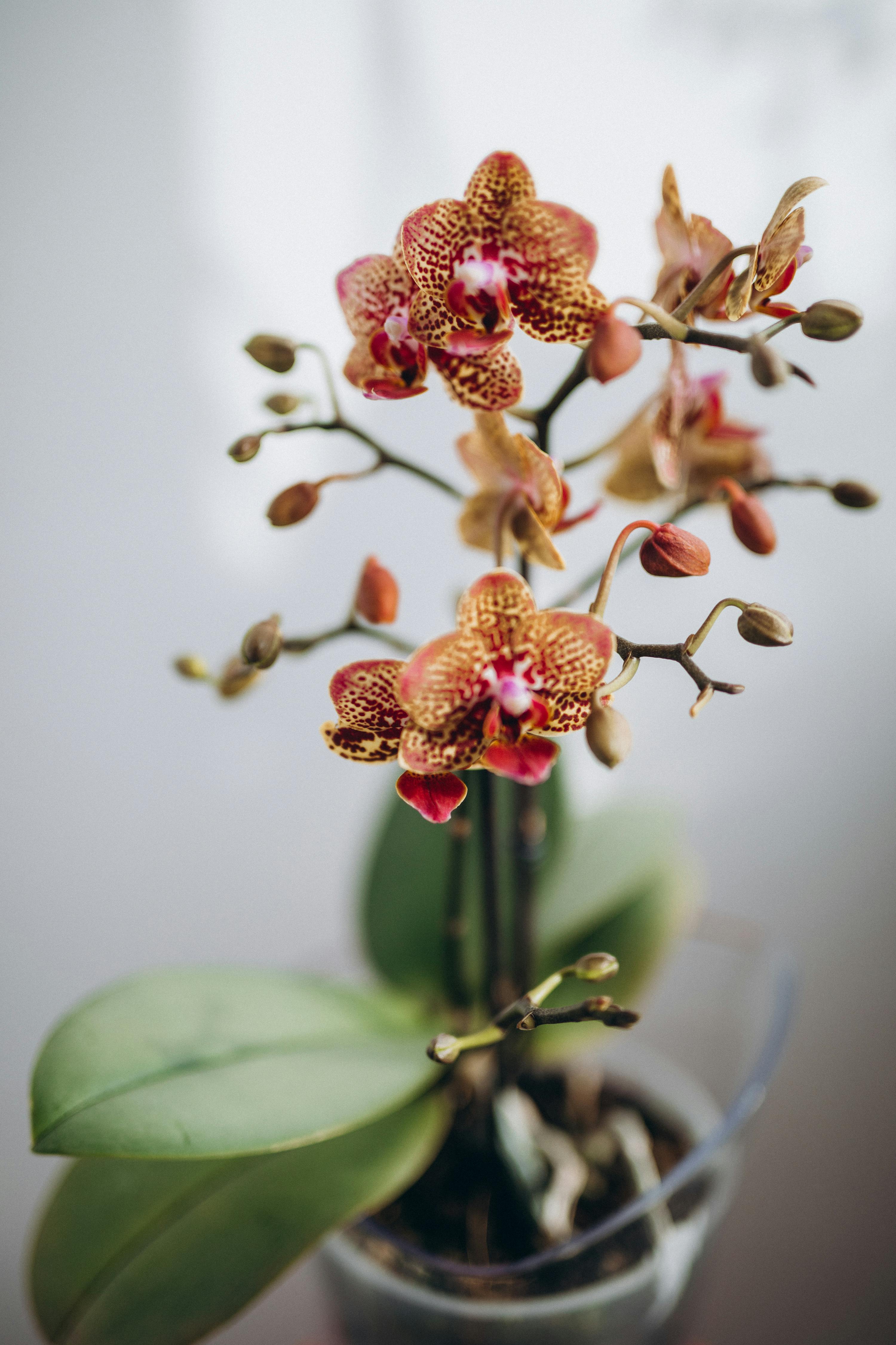 Una orquídea roja con manchas amarillas | Fuente: Pexels