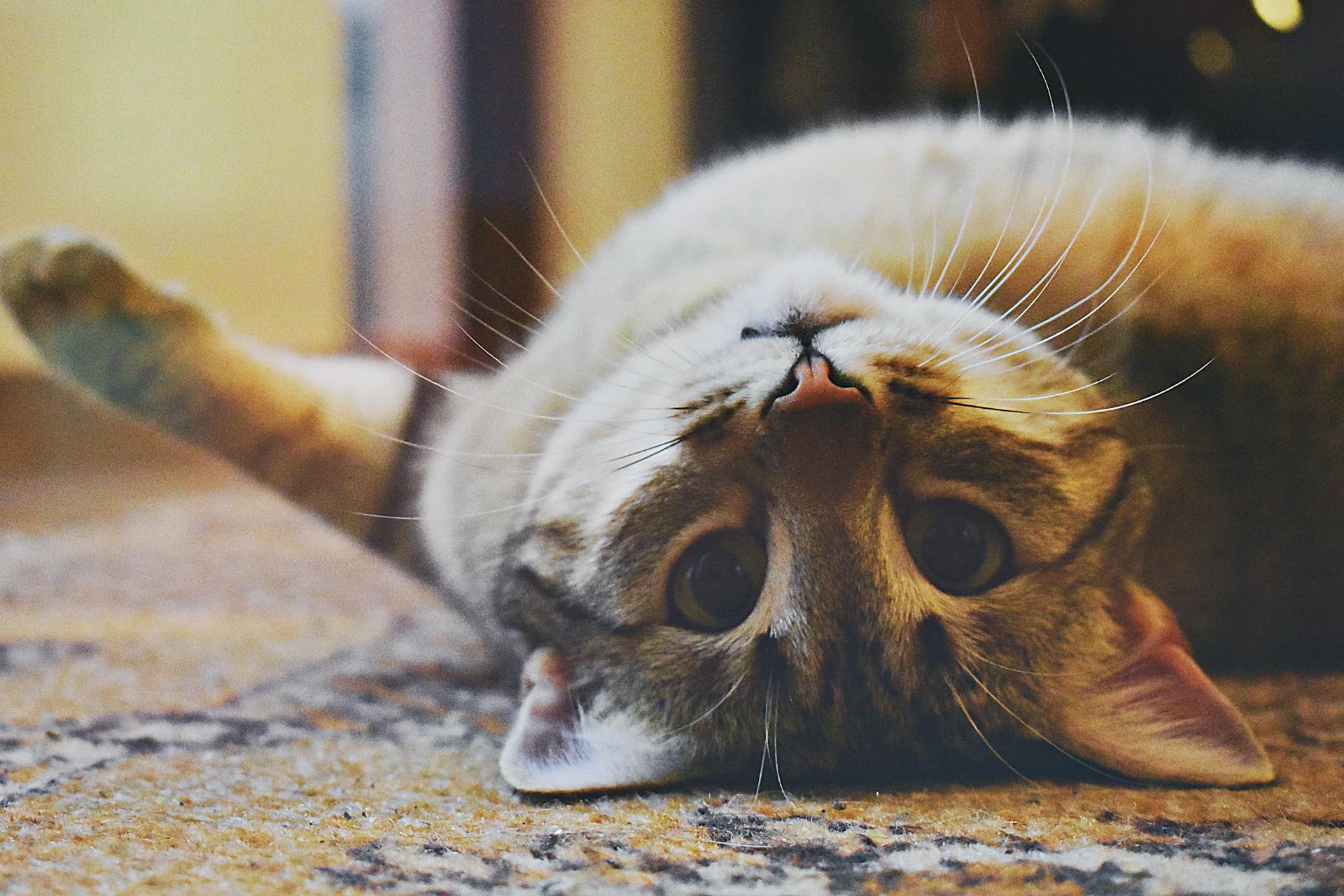 Gato tumbado boca arriba | Fuente: Pexels