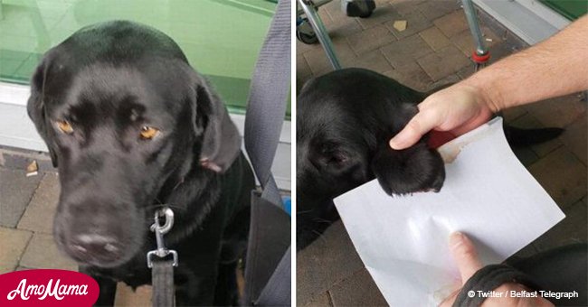 Le cortan oreja a perrito mientras esperaba a su amo afuera de una tienda
