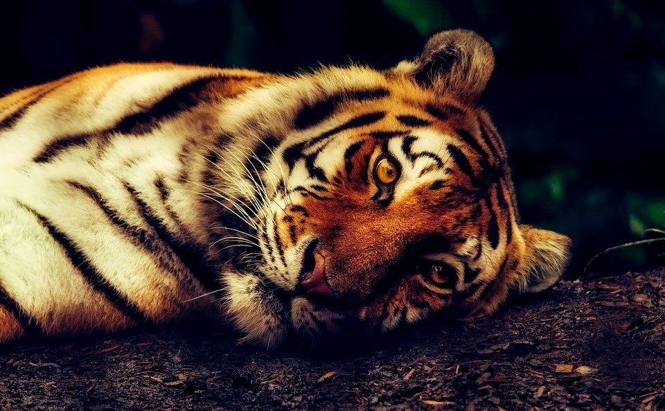 Un tigre. | Imagen:  Pixabay