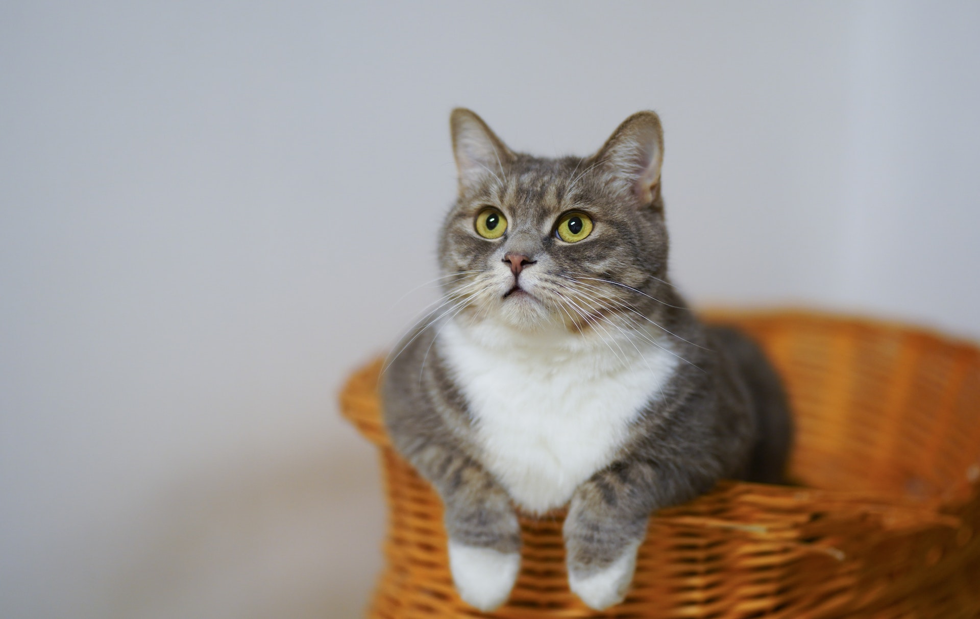 Un gato sentado en una cesta | Fuente: Pexels