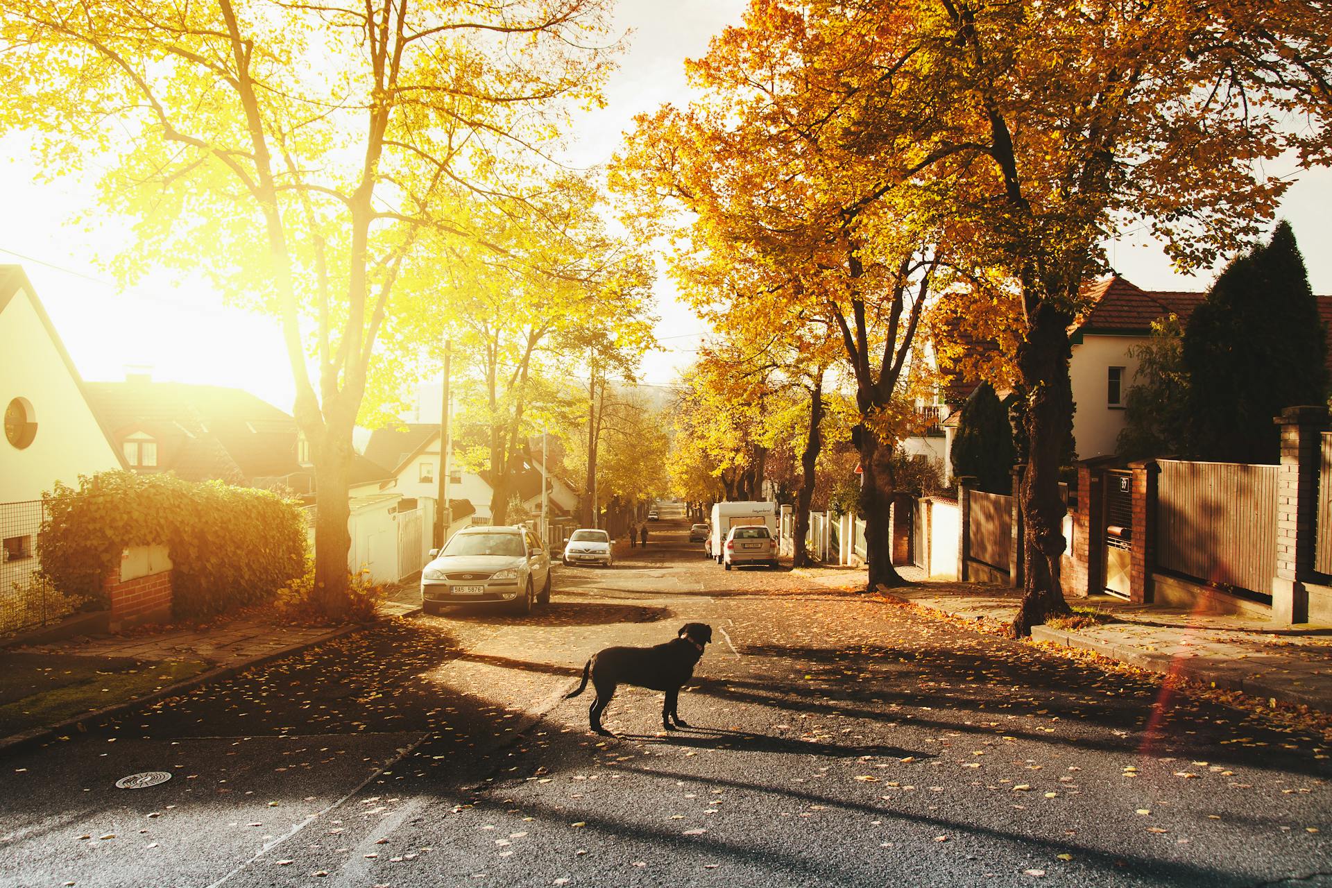 Una calle residencial | Fuente: Pexels