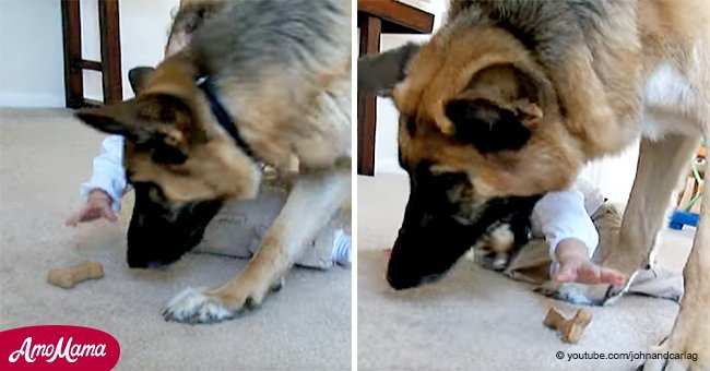 Bebé es atrapada robando dulce del pastor alemán, pero el perro tiene una inesperada reacción