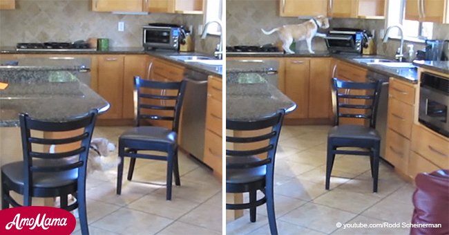 Perro astuto mueve una silla para subirse y robar nuggets de pollo del horno