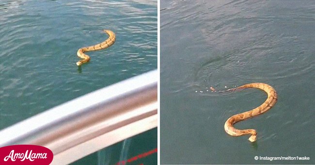 Video de aterrador momento en que serpiente cascabel intenta subir al bote con una familia
