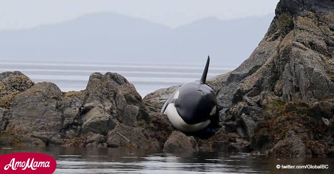 Orca moribunda atascada en rocas llora por ayuda hasta que llega un grupo de personas