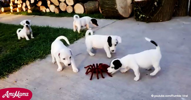 Mira cómo 10 divertidos cachorros se enfrentan a una enorme araña e intentan matarla