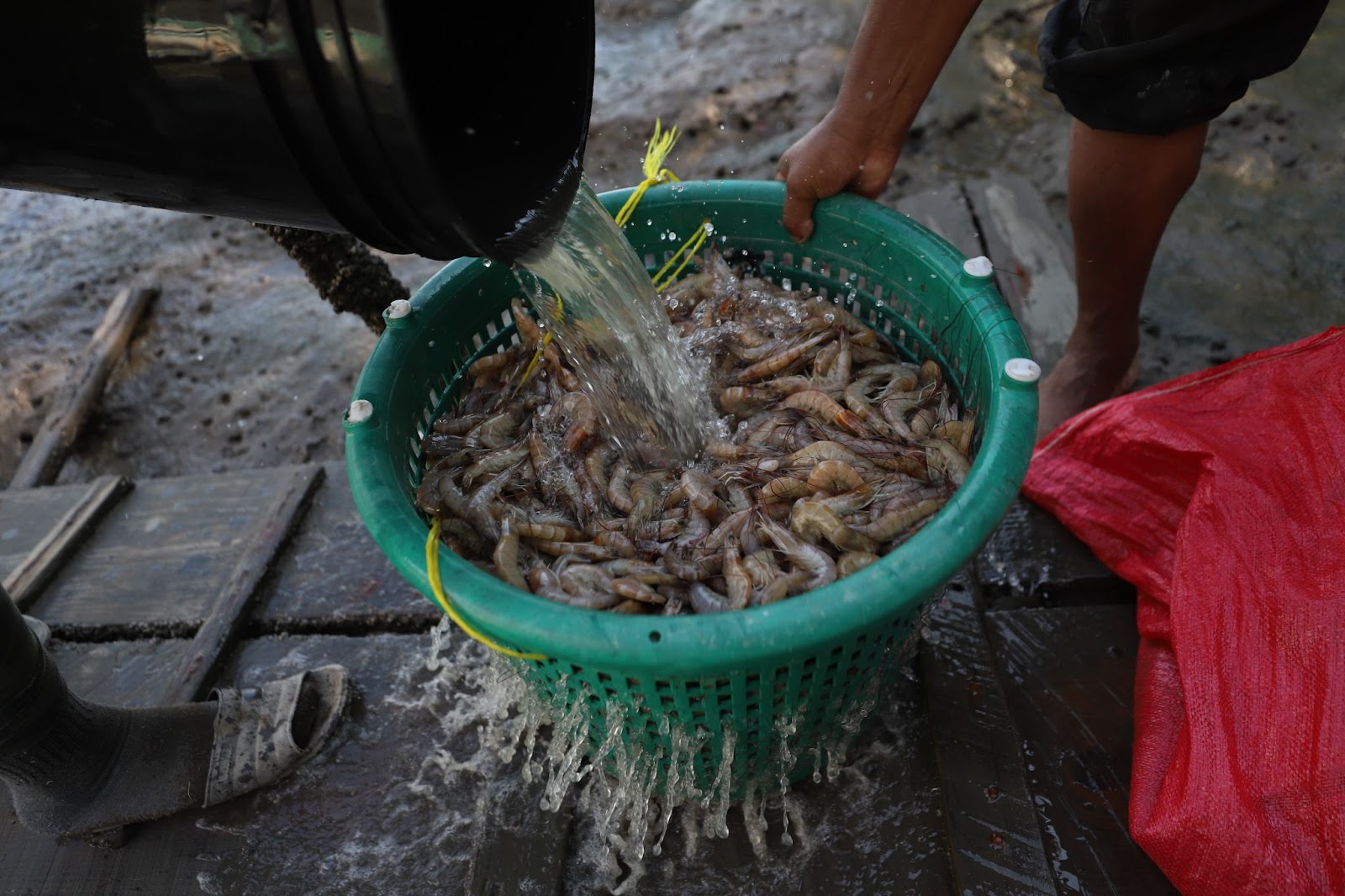 Gente limpiando gambas. | Fuente: Getty Images