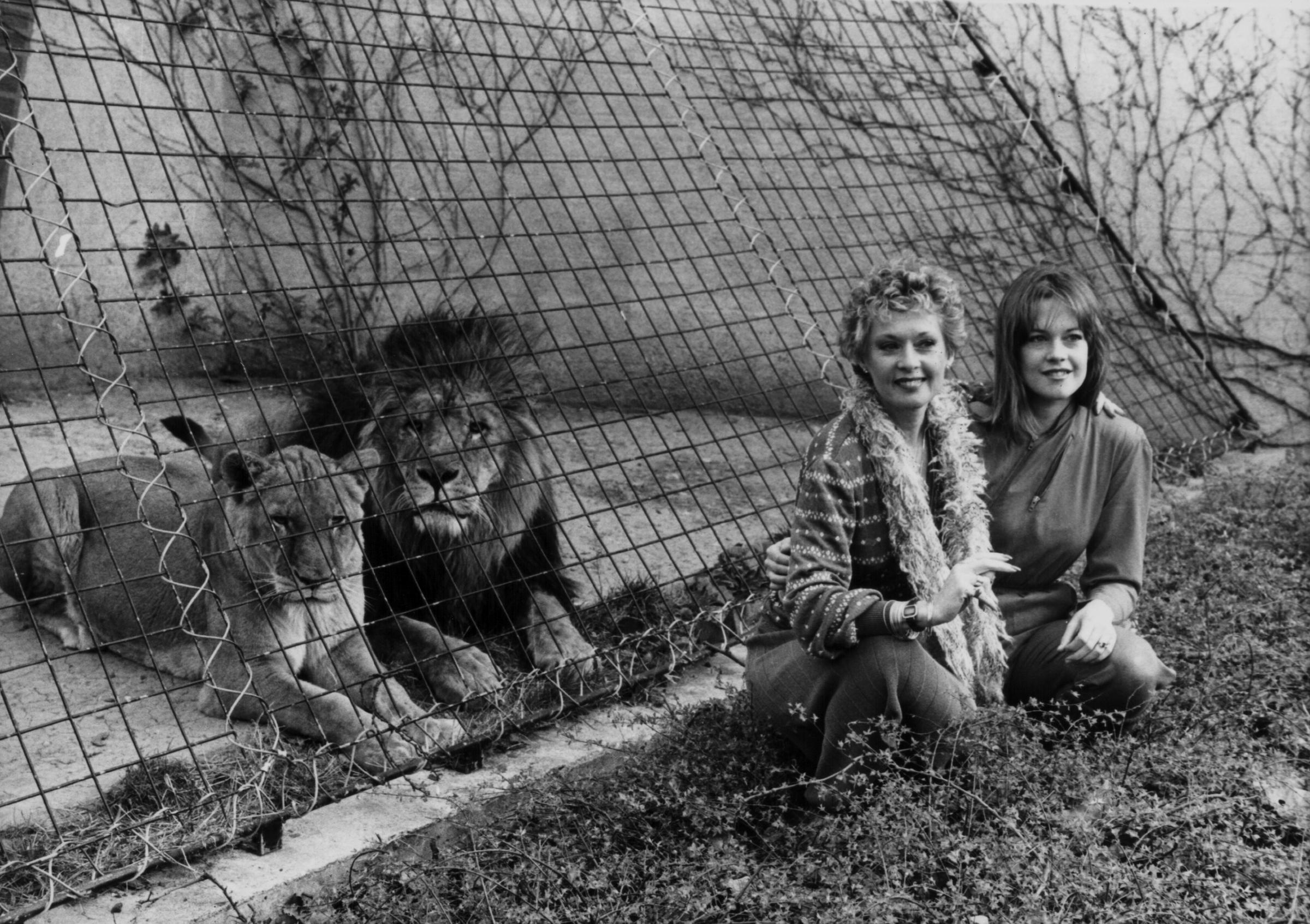 Tippi Hedren y Melanie Griffith posando con leones en el zoo de Londres para promocionar la película "Roar" el 29 de marzo de 1982, en Inglaterra | Fuente: Getty Images