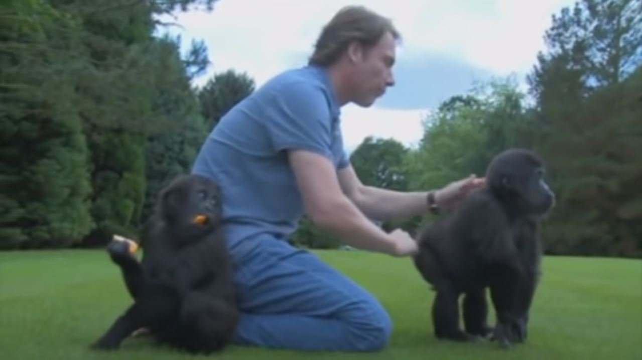 Damian Aspinall junto a dos gorilas bebes. | Foto: Captura de Youtube/TheAspinallFoundation