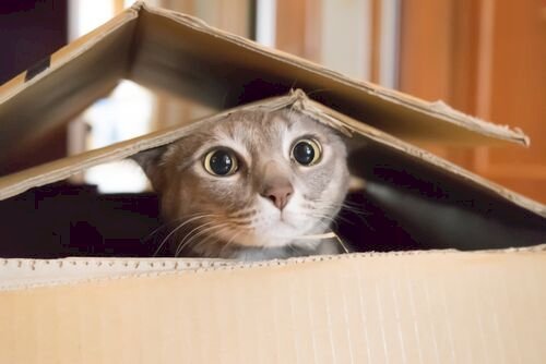 Gato en una caja. | Foto: Shutterstock
