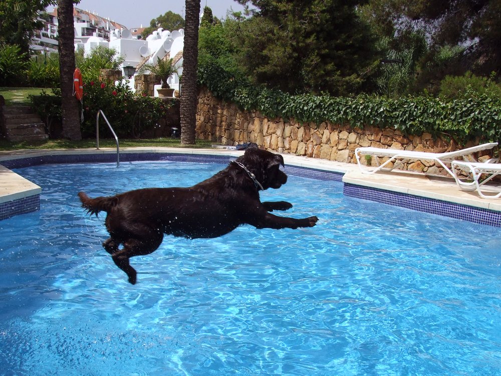 Perro salta a piscina. | Foto: Shutterstock.