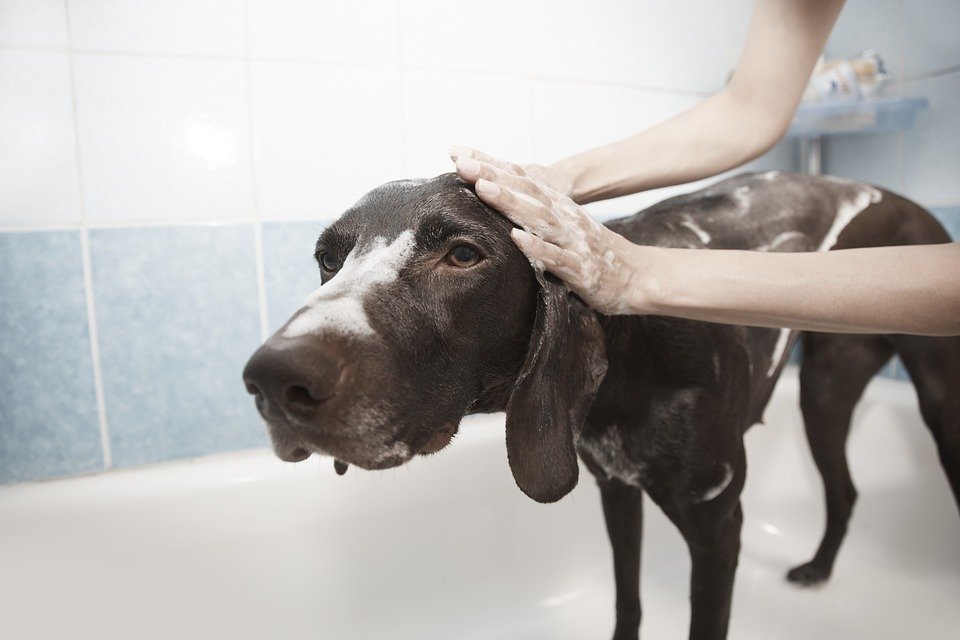 Baño perro| Foto: Pixabay