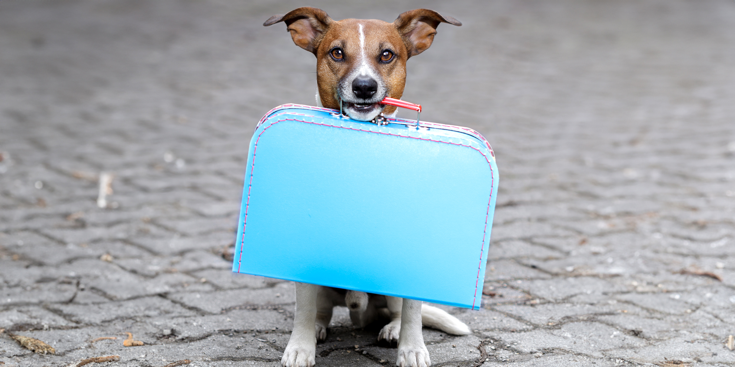 Un perro con un bolso | Fuente: Shutterstock