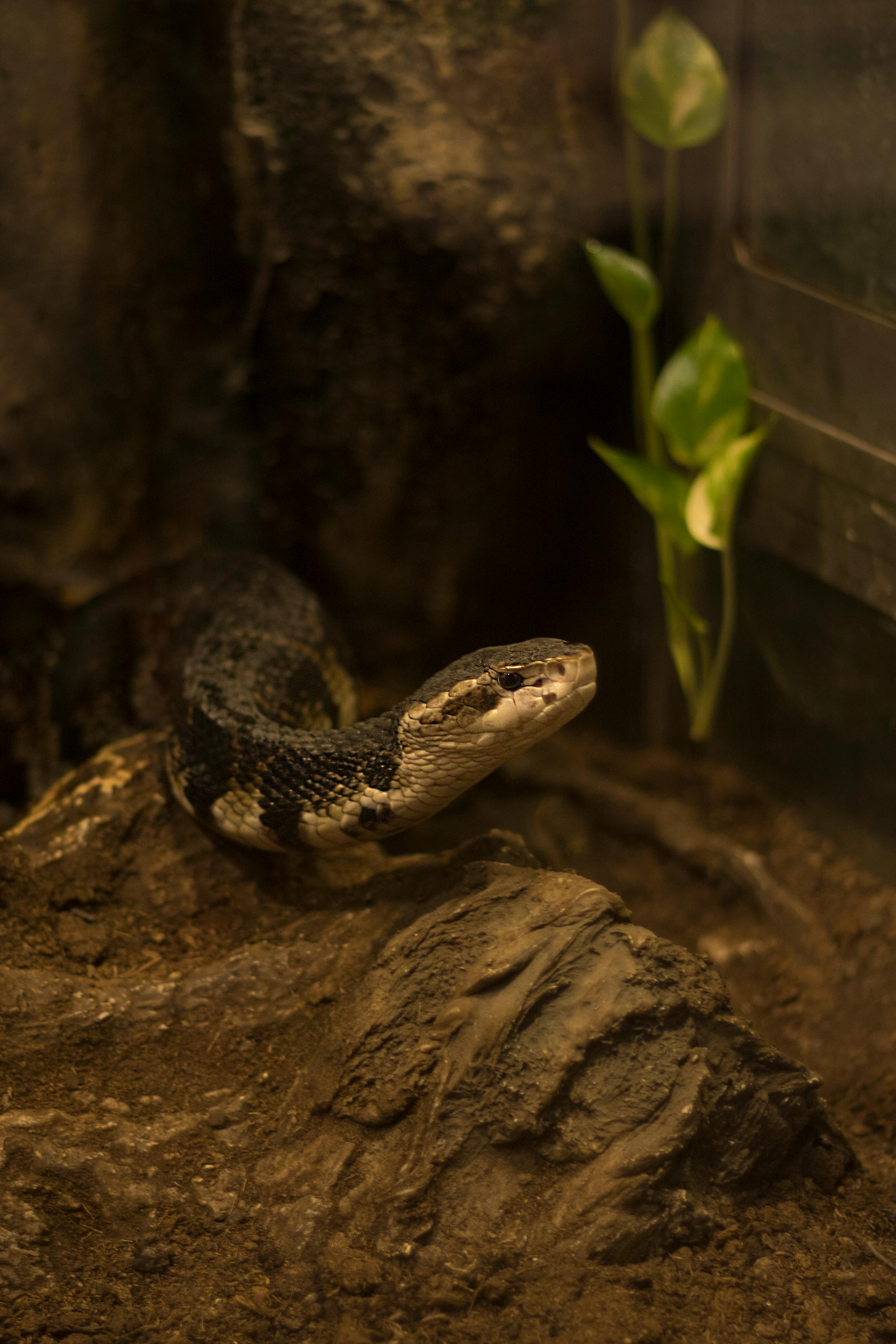 Una serpiente en un recinto | Fuente: Pexels