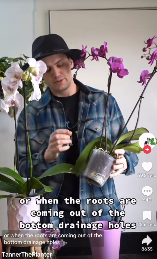 Tanner sujetando una planta en un vídeo de TikTok del 19 de febrero de 2023 | Fuente: TikTok/@tannertheplanter