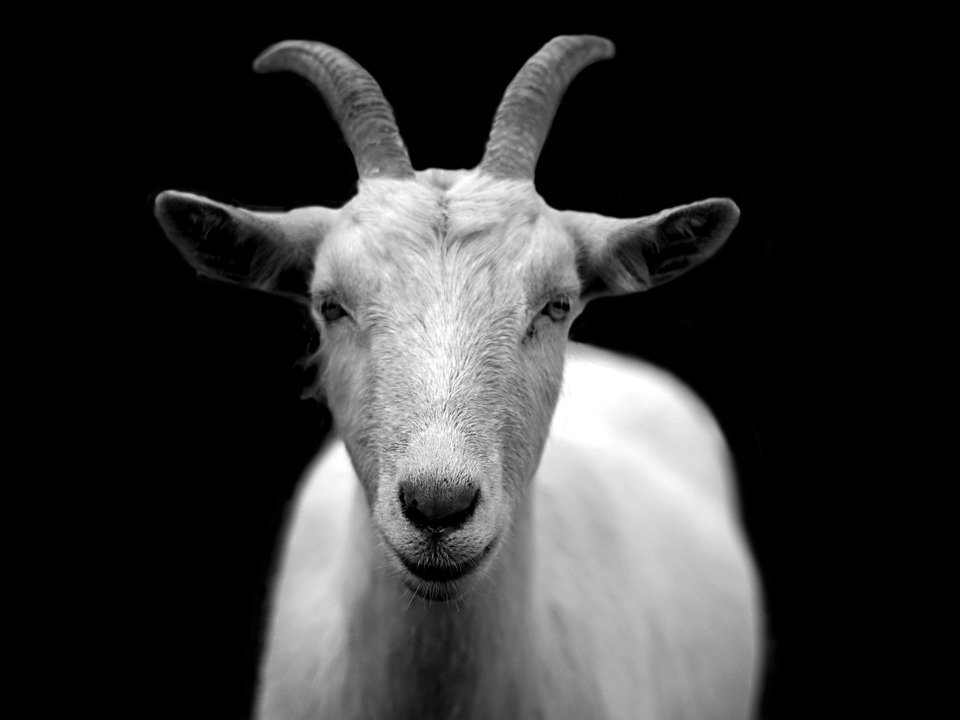Una cabra. | Imagen: Pixabay