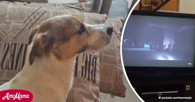 Perrito mira película de terror con dueño. El momento más cómico fue la parte aterradora