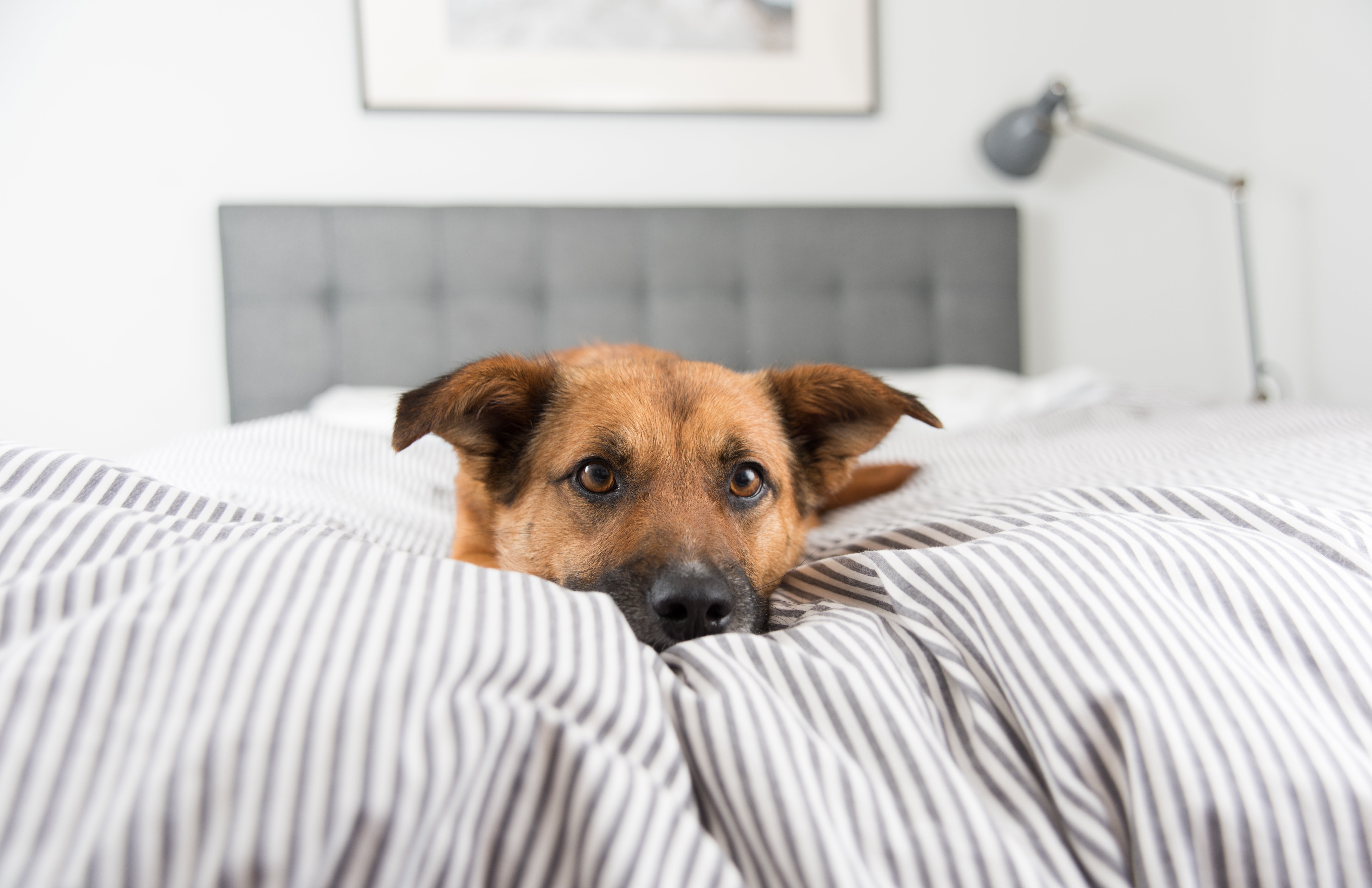 Un perro acostado en la cama. Fuente: Shutterstock