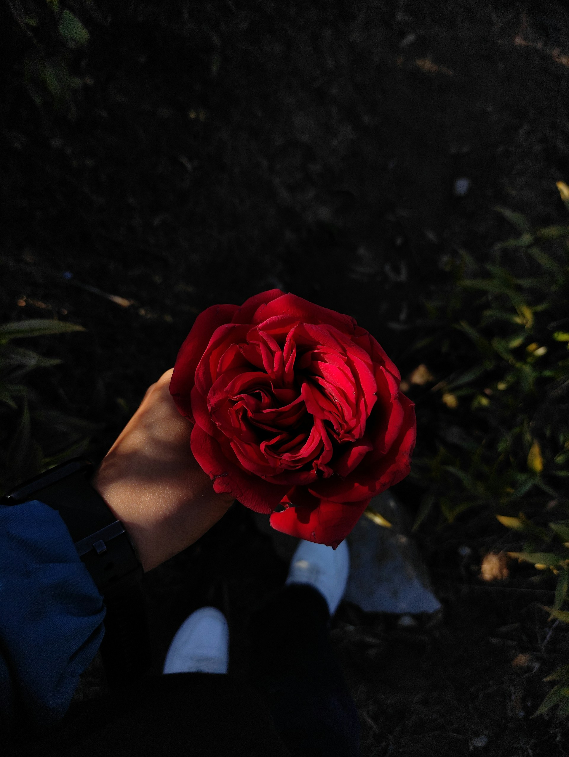 Una persona sosteniendo una rosa roja | Fuente: Unsplash